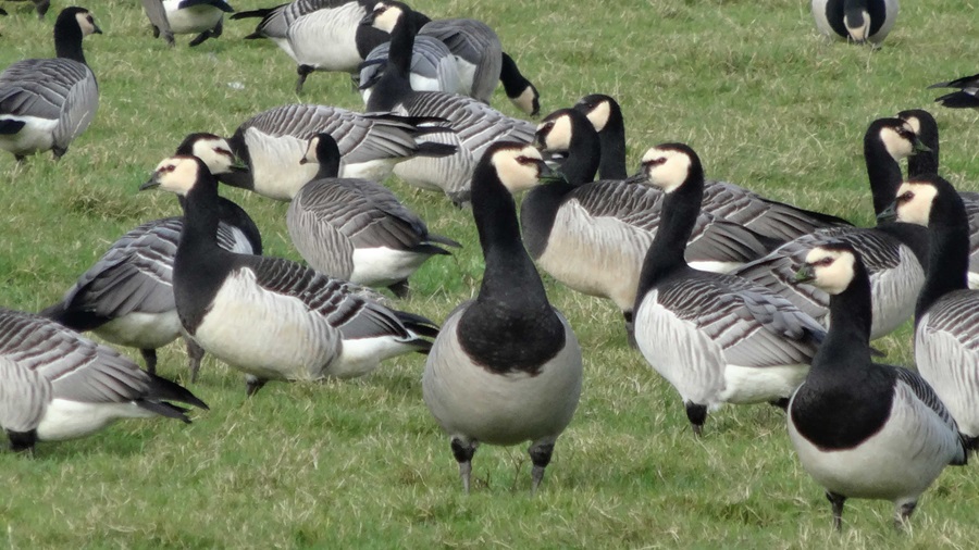 Toename broedvogels