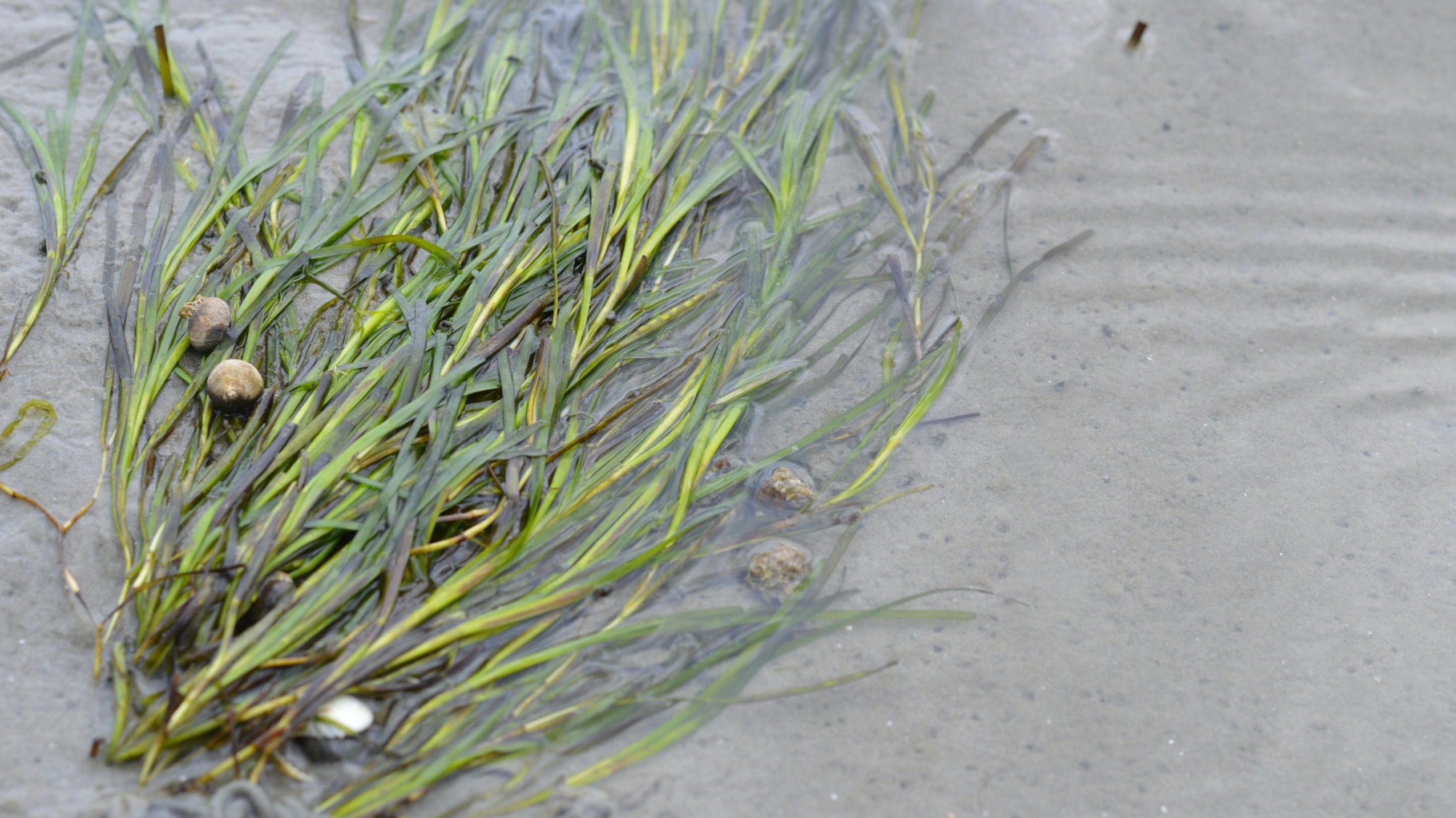 Zeegrasherstel Waddenzee