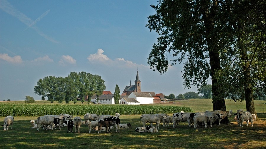 Uitzonderlijk hoge grondwaterstanden Vlaanderen