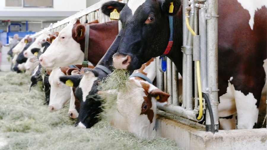 Rekenkundige ondergrens stikstofneerslag