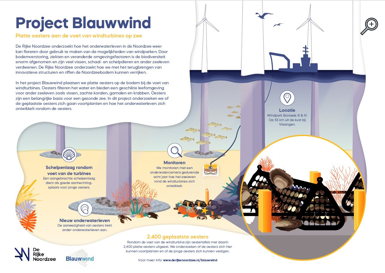 Infographic Project Blauwwind De Rijke Noordzee loep 