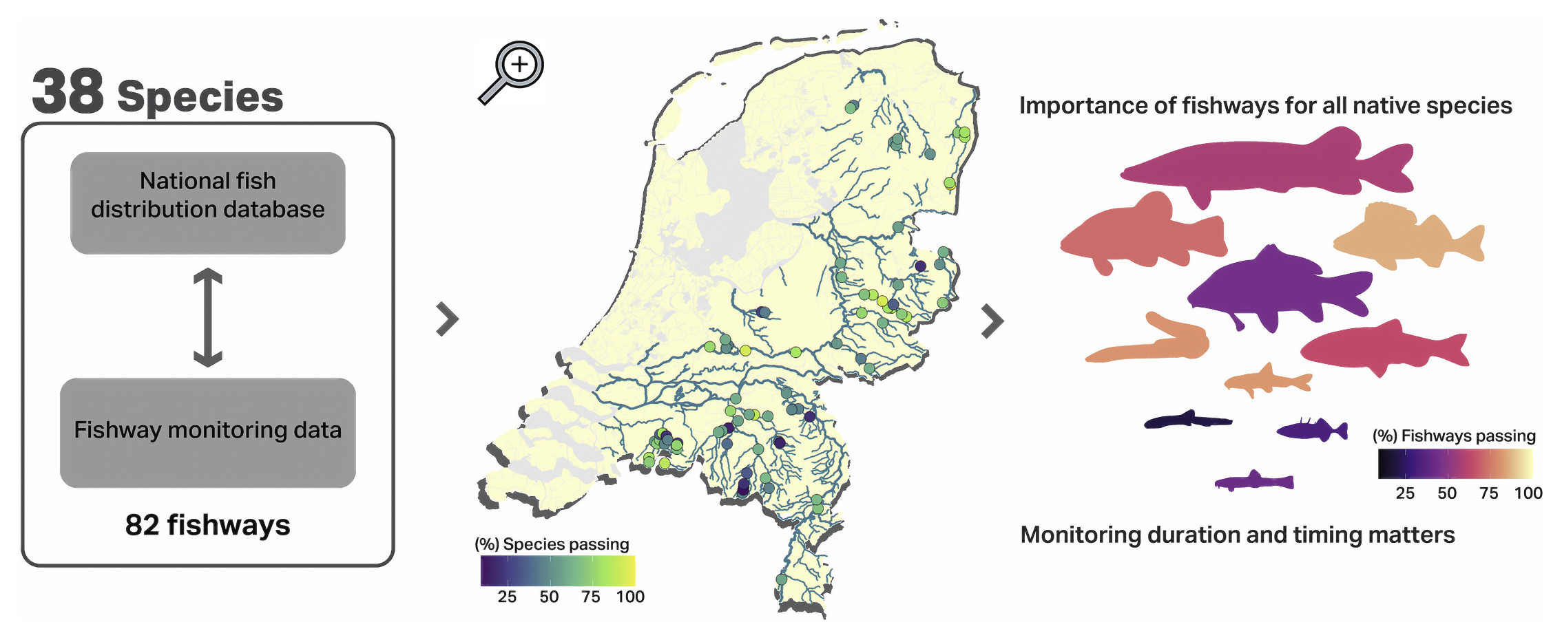 Infographic WUR onderzoek vispassages loep 