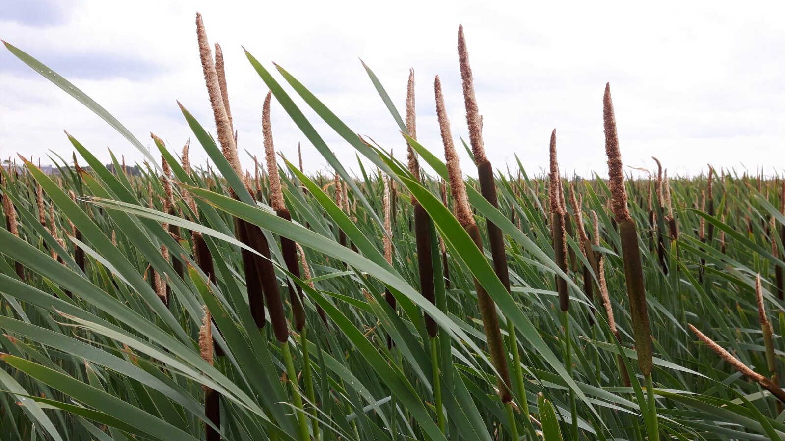 Vernatting is goed voor de natuur en te koppelen aan agrarisch verdienmodel