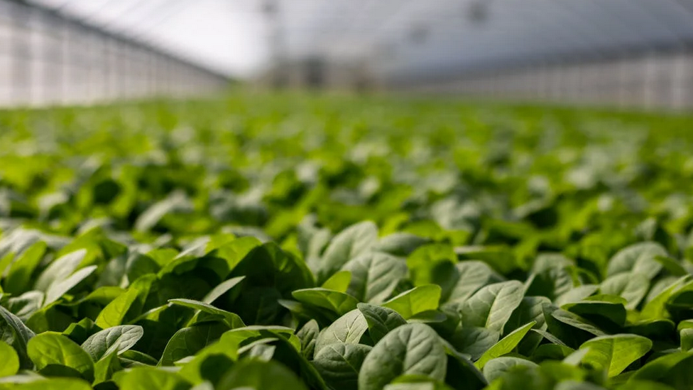 Tuinbouwsector zoekt innovaties om waterkwaliteit te verbeteren